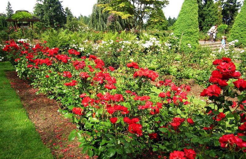 park, scenics, grass, herbs, lawn, leaf, blossom, outdoors, beauty In Nature, plant, gardening, flower, roses, flowers, vibrant Color, tranquility, freshness