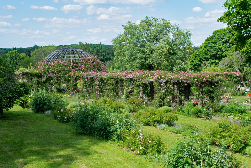 green color, scenics - nature, blossom, beauty in nature, rose height, tranquil scene, rose garden, rosarium, tranquility, cloud - sky, field, no people