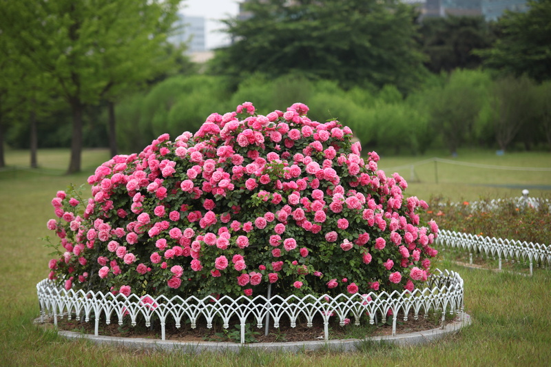 garden, flowering plant, color, rose, park - man made space, tree, flowers, flower, spring, pink color, nature, pink flower, 5K, beauty in nature, fragility