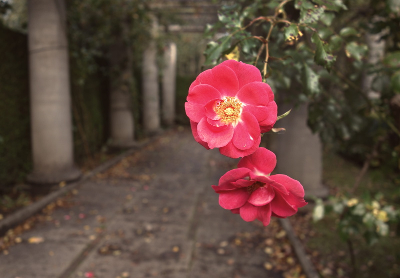 amstelpark, doric, beauty in nature, inflorescence, amsterdam, garden, rose, netherlands, growth, petal, nature, no people, fragility, petals, pistils