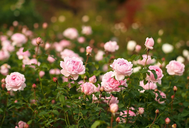 day, fragility, flowering plant, plant part, pink, flowers, blossom, backgrounds, plant, pink Color, green Color, petal, garden, leaf, formal Garden, freshness