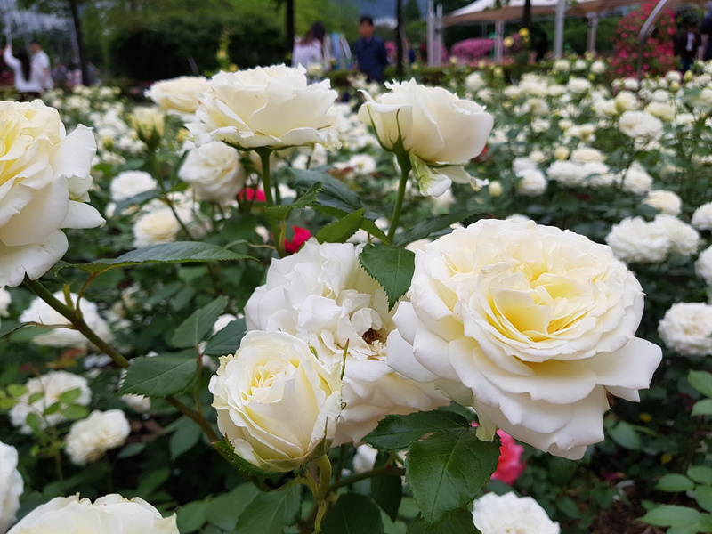 close-up, focus on foreground, outdoors, inflorescence, no people, plant, nature, bouquet, growth, flower arrangement, white color, fragility, softness
