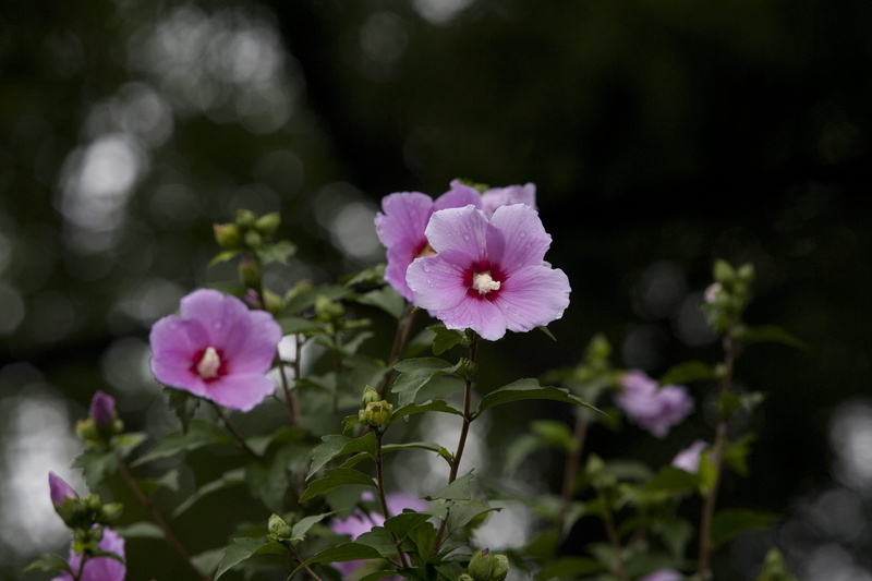 springtime, selective focus, Nature, day, leaf, close-up, growth, flower, park, plant, 4K, rose of sharon, flowering plant, no people, Flowers, petal