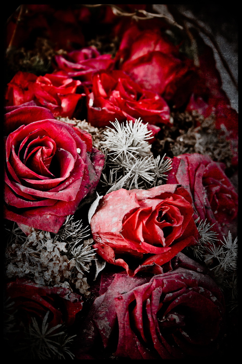 indoors, ice, vulnerability, rose, flowering plant, frozen, covered, flower arrangement, bouquet, high angle view, close, winter, dark, anemone blanda