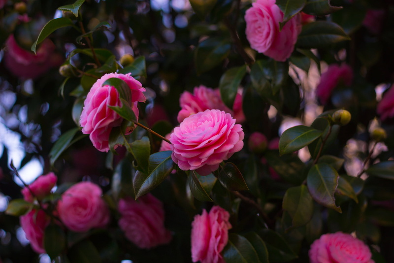 botany, plant part, flower Head, focus on foreground, a lot, petaled, green Color, pink Color, gardening, fragility, beauty In Nature, purple, day, petal
