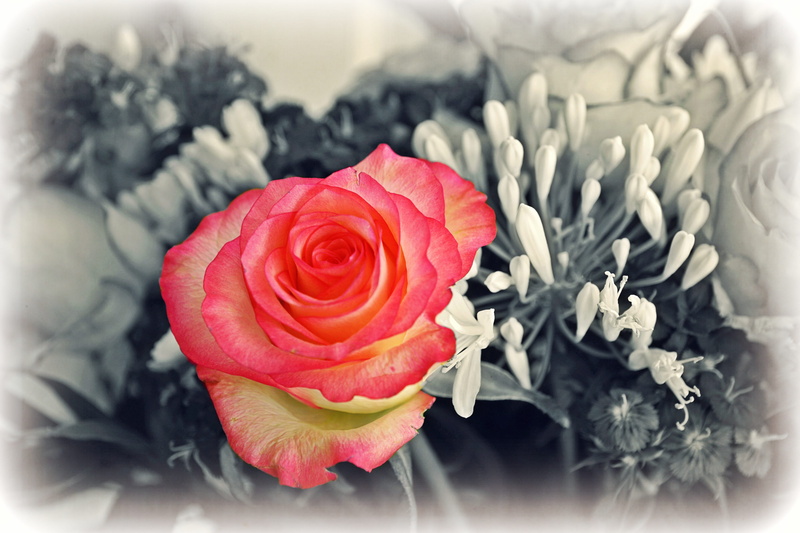 blossom, celebration, festival, bloom, freshness, close-up, bunch of flowers, inflorescence, flowering plant, flower, fragility, rose, thank you, no people