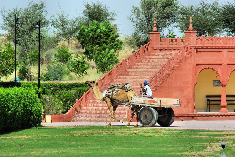 nature, real people, the past, jaisalmer, built structure, men, outdoors, day, hitch, dromedary, india, history, old, growth, mode of transportation, green color