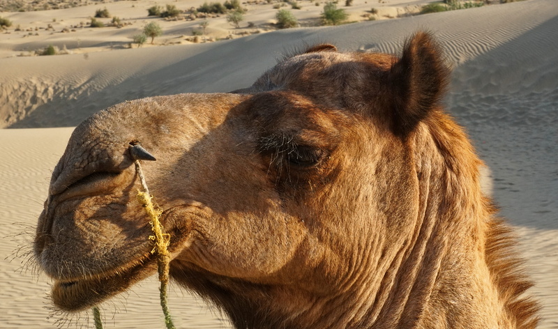 desert, outdoors, close-up, animal themes, 5K, face, mammal, camel, rajastan, thar, animal body part, india, vertebrate, brown, wild, no people, working animal