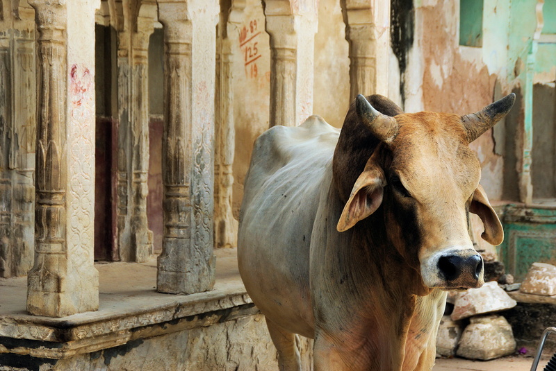 rajastan, mammal, daytime, india, vertebrate, day, sacred cow, cattle, domestic animals, livestock, building, one animal, mandawa, cow, guardian temple