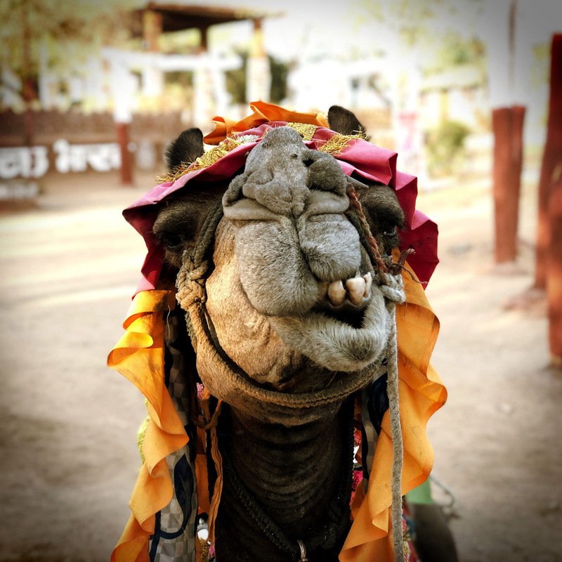 shilpgram, udaipur, one animal, desert, india, working animal, lifestyles, iphonex, animal wildlife, street, rajasthan, animal body part, clothing, focus on foreground