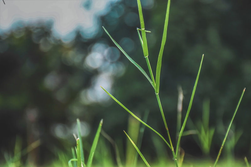 green color, no people, land, nature, outdoors, growth, beauty in nature, plant, tranquility, plant part, india, day, blade of grass, selective focus, focus on foreground