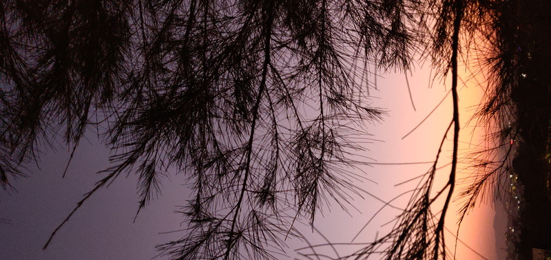 sunset, india, tranquil scene, tree, nature, scenics - nature, no people, outdoors, udaipur, lightsm, low angle view, field, grassland, branch, 1, sunlight