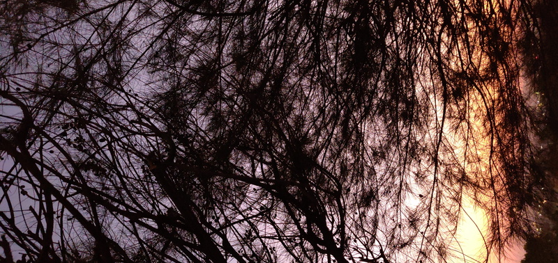 outdoors, plant, low angle view, moon, branch, no people, tree canopy, trunk, 4K, outer space, tree, backgrounds, subramiam dev singh mr. s. d singh khurawad bhawan ambav garh