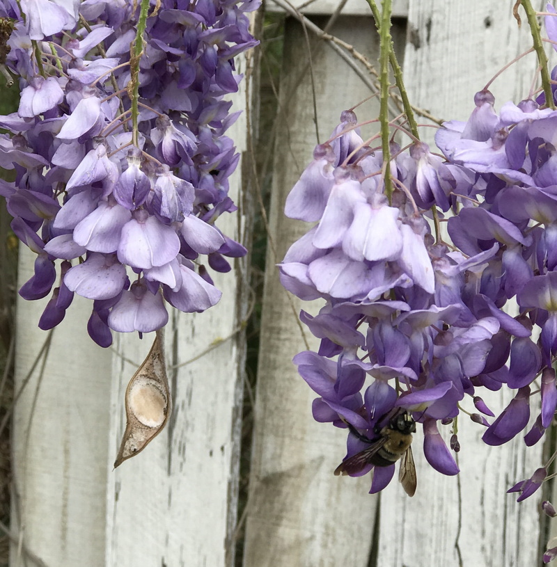 flowering plant, corinth, growth, bee, 1080P, beauty in nature, spring, nature, inflorescence, united states, vulnerability, no people, purple, wisteria