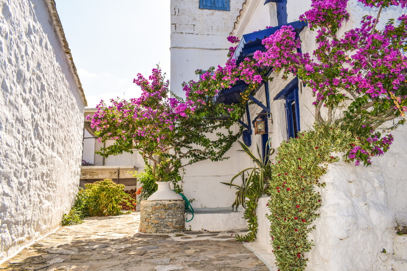5K, growth, yard, beauty in nature, flower, flowers, sporades, aegean, beside, wall, daytime, house, blue, town, tourism, greece, building exterior, greek