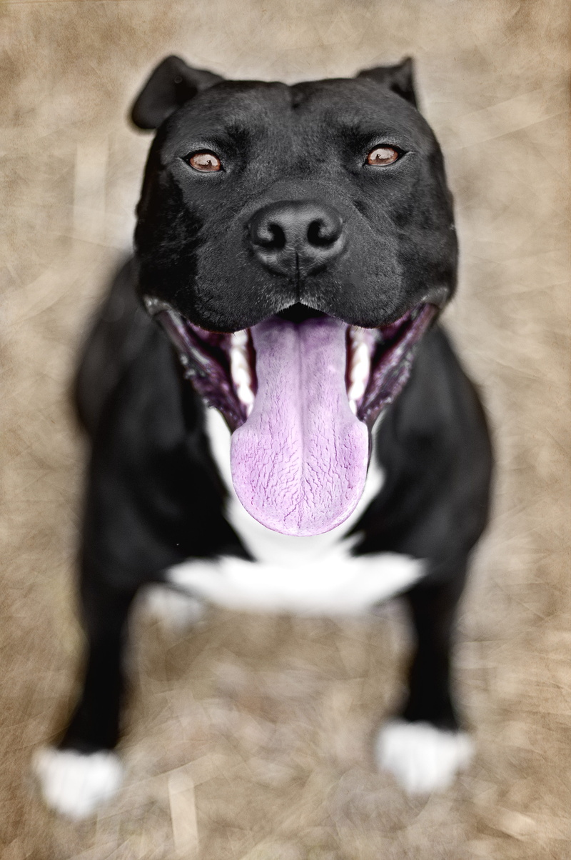 animal themes, black color, pink, portrait, forest, canine, dog, pets, one animal, animal body part, no people, mammal, animal head, vertebrate, animal mouth