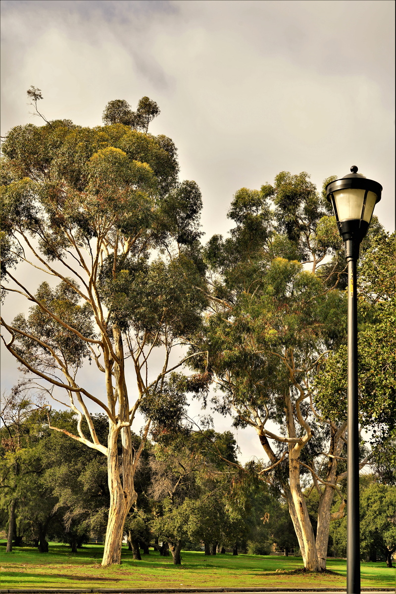 tranquility, growth, day, trees, lighting equipment, lamp, green color, united states, land, no people, plant, stanford calif, tranquil scene, park, stanford