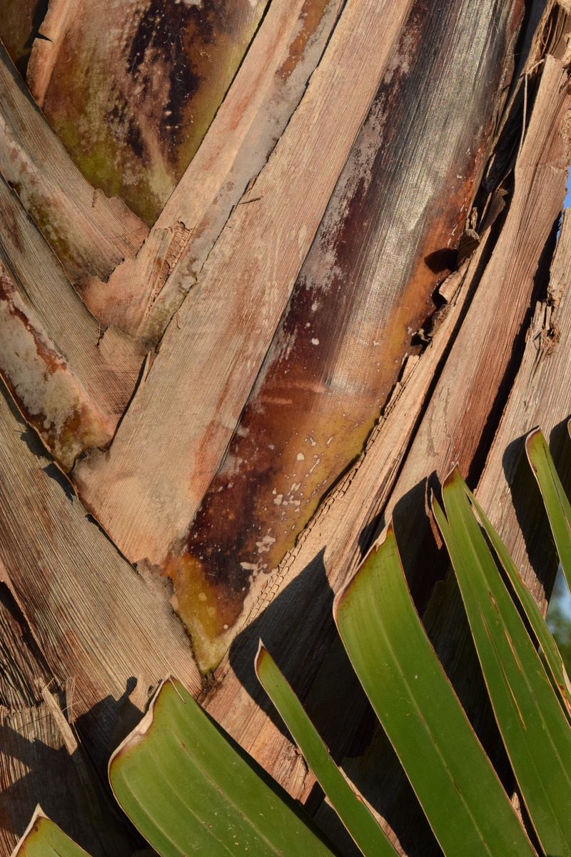 outdoors, Banana Shrub, section, built structure, banana leaves, brown, high angle view, beauty in nature, architecture, green color, Close, no people