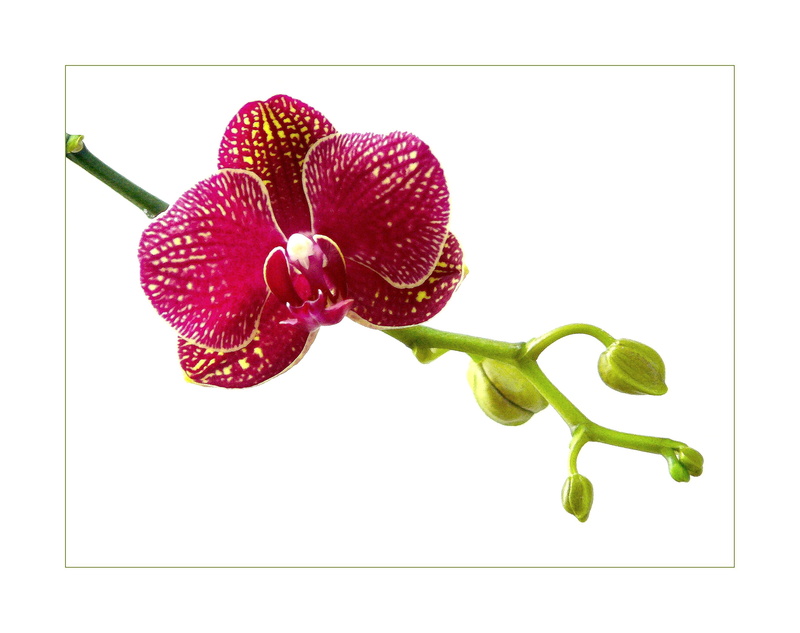 orchids, decorative, macro photo, plant stem, stamp, flower head, 2K, ornamental plant, flower, indoors, studio shot, white background, purple, flowers