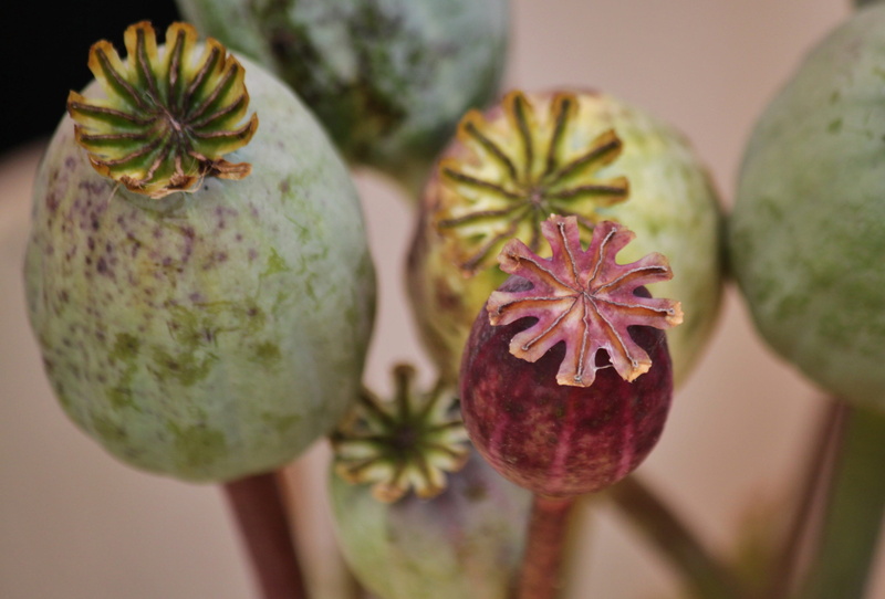 photo, close up, macro, seed capsules, mohngewaechs, stamp, ripe, plant, growth, decoration, green color, beauty in nature, focus on foreground, seed, bloom