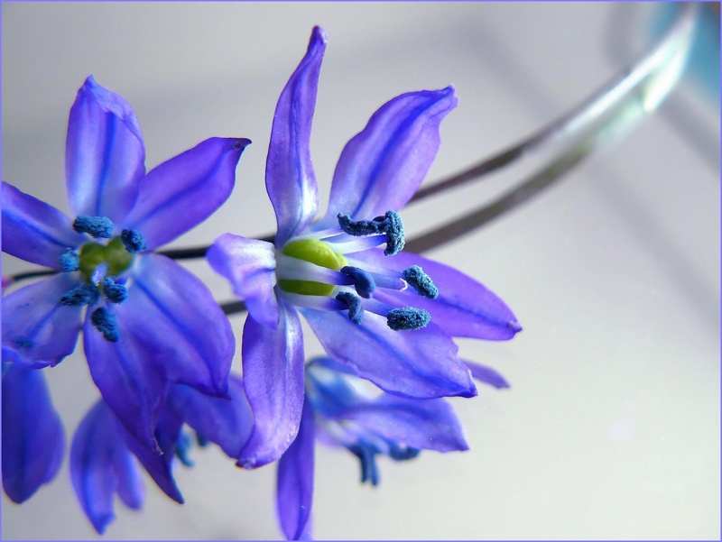 mirror, bühen, petals, filigree, petal, blue, indoors, no people, inflorescence, 2K, macro, stamens, nature, beauty in nature, ornamental flower, floral decode