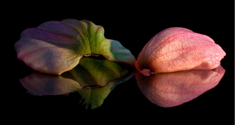 color, flowering plant, exclusiv, datailaufnahme, macro photo, flower head, flowers, macro, medinilla, pink, food, beauty in nature, food and drink, 5K