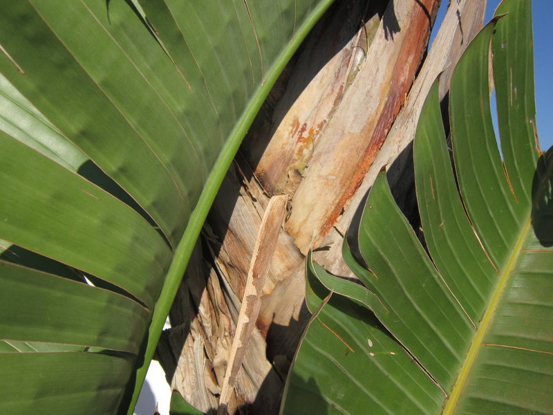 plant, contrast, animal, tree, pattern, no people, leaves, banana leaves, banana, plant part, color, animal themes, close-up, animal wildlife, palm tree