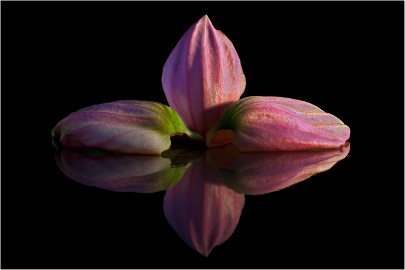 exclusiv, mirror, flowering plant, plant, black background, medinilla, no people, beauty in nature, petal, mirroring, ornamental plant, plant part, studio shot