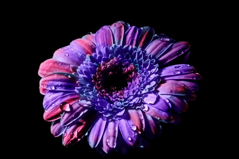 drip, flower, petals, ornamental plant, flower head, plant, gerbera daisy, pink, close, macro, composites, floral decode, gerbera, pink petals, photo, indoors