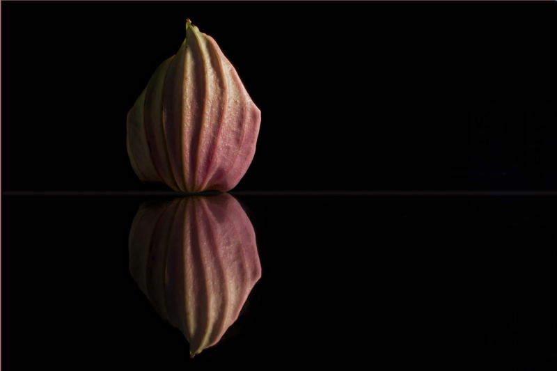 close-up, medinilla, macro, petals, copy space, black background, petal, food, healthy eating, slice, food and drink, ripe, reflection, cut out, still life