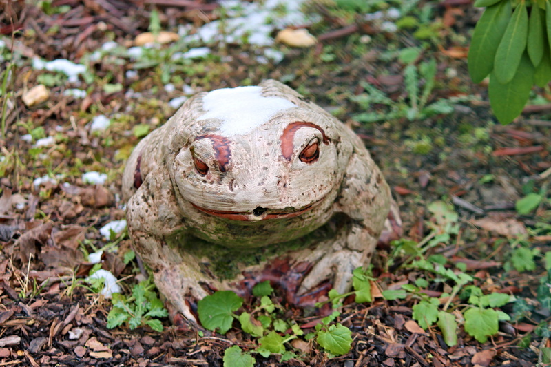 focus on foreground, nature, plant part, garden figurines, frog pond, no people, animal, grass, decode close-up, frog, ceramic, one animal, close-up, head