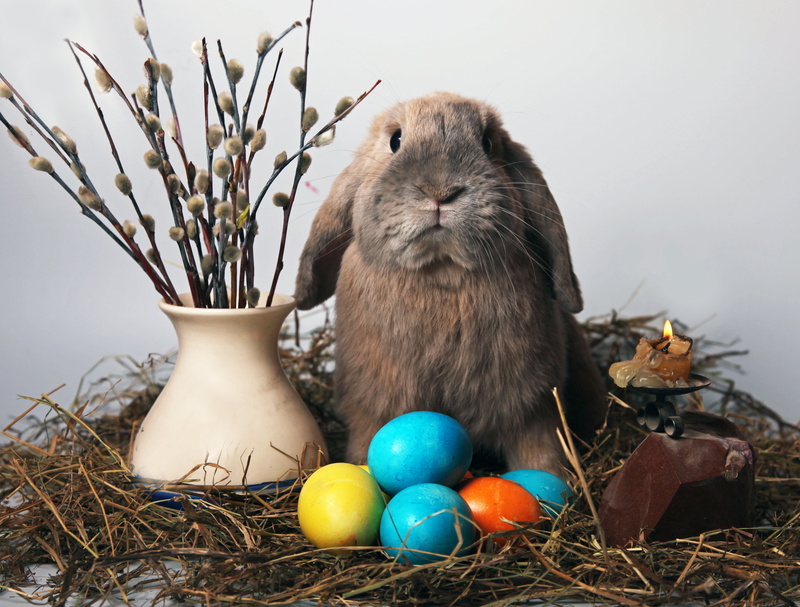 celebration, baby Rabbit, one animal, Verba, vertebrate, fluffy, grass, animal, day, outdoors, egg, fur, 4K, cute, no People, white, eggs, rodent, cultures