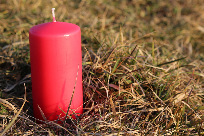 plant, outdoors, 5K, day, single object, focus on foreground, red, cup, easter, grass, food and drink, holiday, still life, container, straw, close-up
