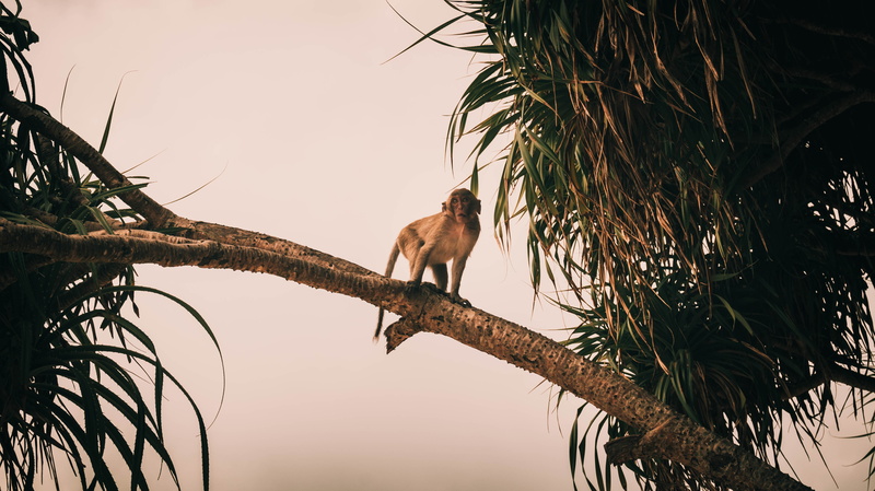 5K, monkey, branch, animals, apes, plants, palm trees