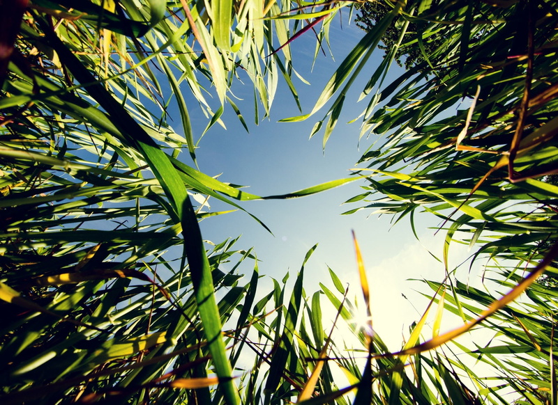 non-urban scene, focus on foreground, macro, sky, green color, beauty in nature, grass, tranquility, no people, leaf, freshness, growth, worms eye view