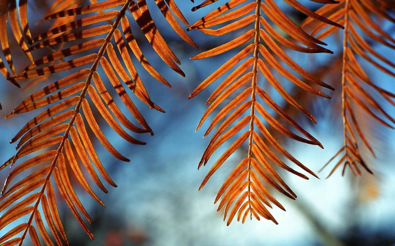 focus on foreground, leafed, red, nature, palm leaf, no people, brown, sky, freshness, plant part, outdoors, growth, leaves, 720P, fall, day, plant, close-up