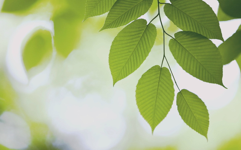 twig, plant part, nature, forest, leaves, growth, day, 1080P, backgrounds, beauty in nature, selective focus, leaf vein, plant, natural pattern, close-up