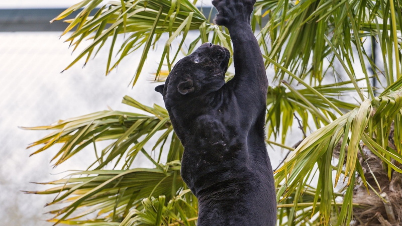 tree, palm leaf, bamboo - plant, branch, animals in the wild, growth, animal themes, panthers, animal wildlife, no people, plant, one animal, vertebrate