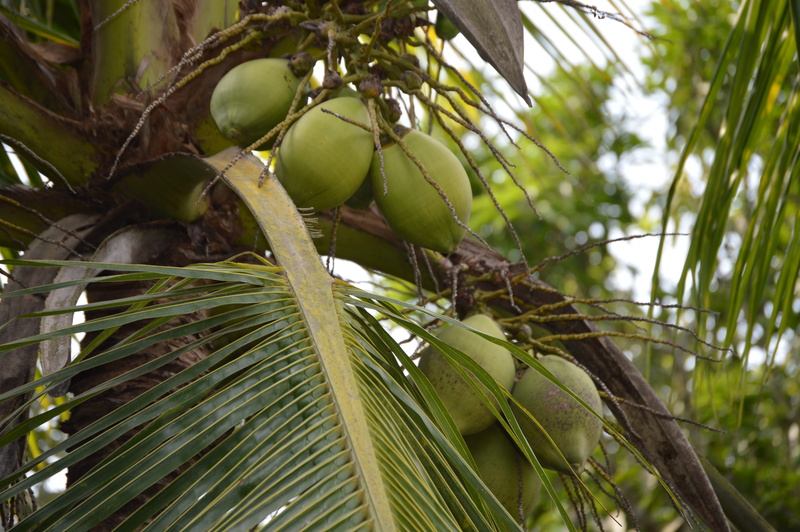 low angle view, green color, plant part, growth, tree, fruit, outdoors, branch, plant, no people, focus on foreground, coconut palm tree, trees, food, healthy eating