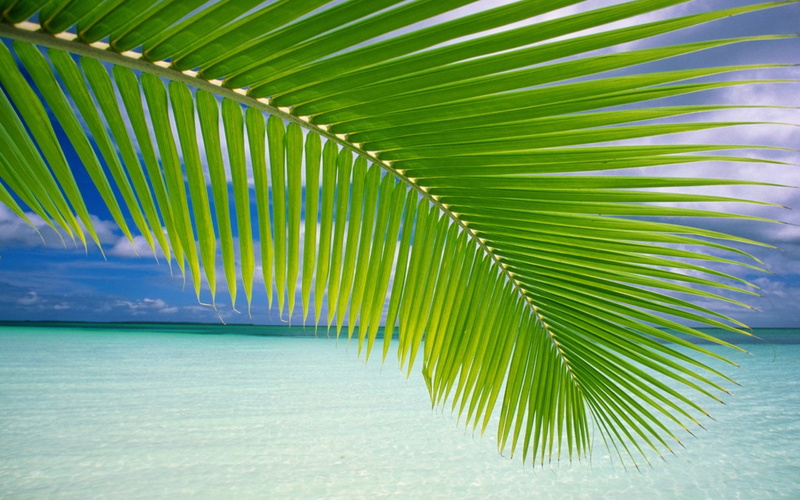plant, travel, sea, palm, relaxation, leaves, branch, summer, palm leaf, close-up, tropical Climate, sand, caribbean Sea, idyllic, tranquil Scene, coconut Palm Tree