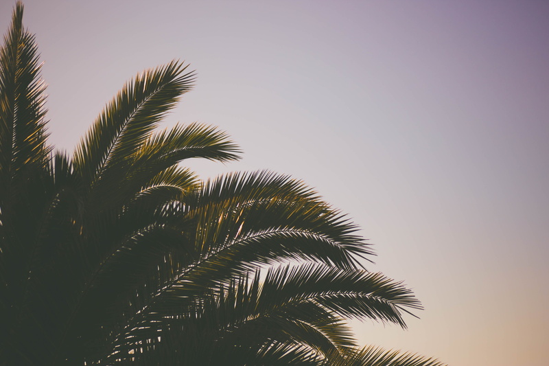 island, sun, vacations, coconut Palm Tree, idyllic, nature, low angle view, copy space, beach, sea, travel Destinations, sunset, landscape, outdoors, no People
