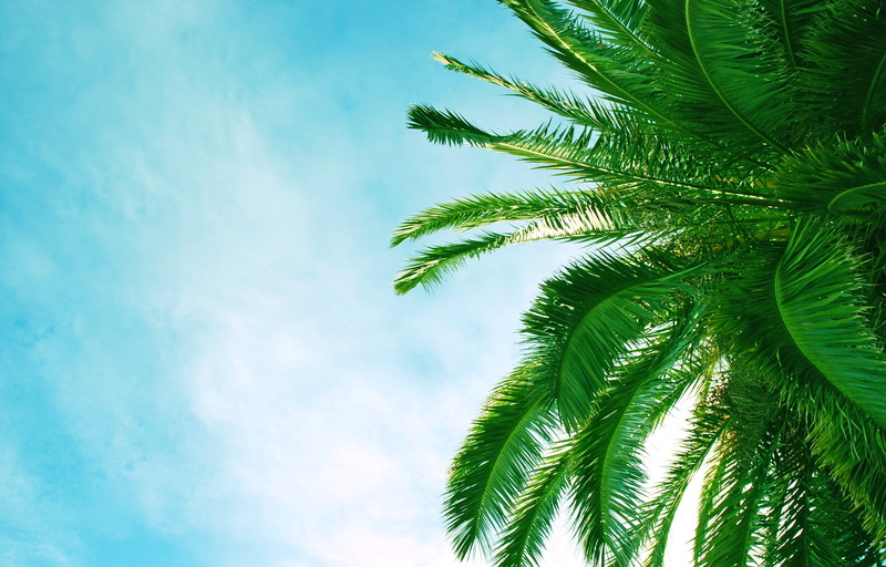 tropical tree, branch, scenics, palm leaf, blue, backgrounds, leaves, palm, plant, day, palm Tree, krone, growth, cloud - Sky, green Color, landscape, travel