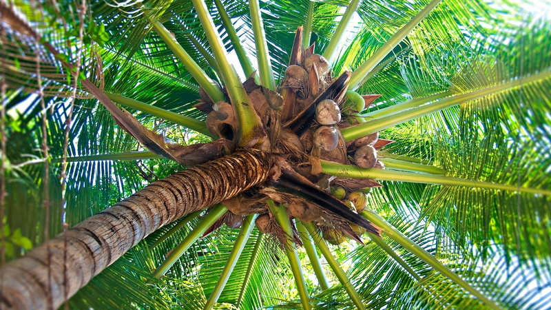 trunk, tropical tree, outdoors, 1080P, coconut, green, nature, palm Tree, rainforest, freshness, cocoes, day, plant, tranquility, tree, tropical Rainforest