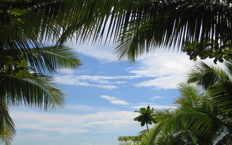 1080P, island, no People, scenics, scenics - nature, directly below, beach, cloudscape, palm Tree, azure, palm trees, beauty In Nature, green Color, backgrounds