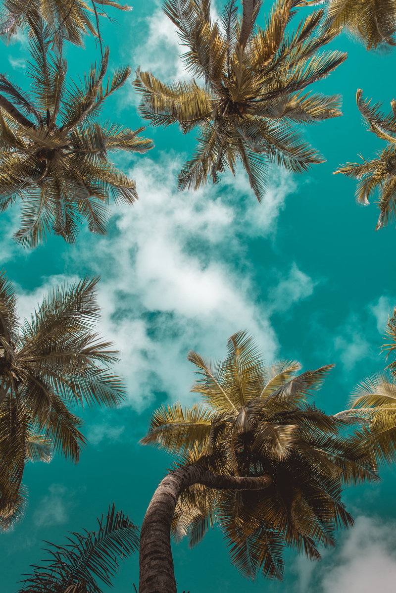 5K, low angle view, leaves, beauty in nature, palm trees, branches, plant, clouds, day, coniferous tree, trunk, palm leaf, palm tree, bottom view, no people
