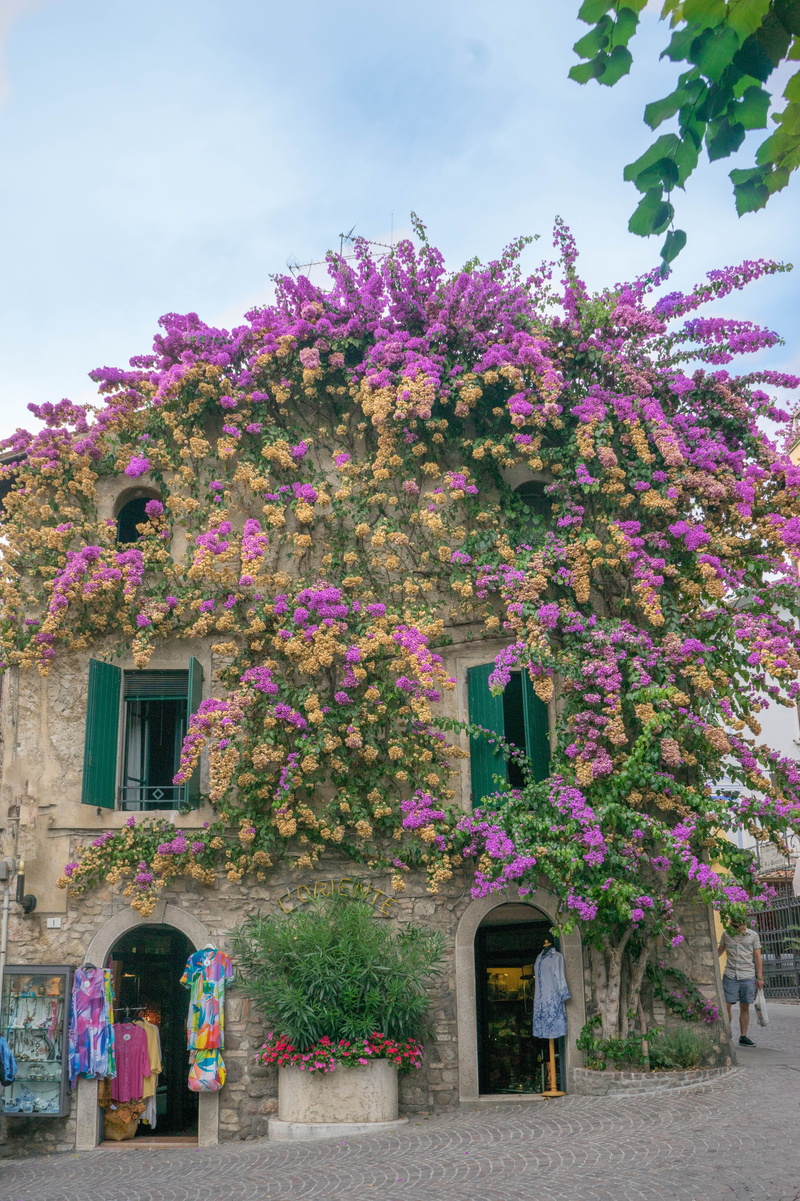 europe, purple, street, arch, view, Lake Garda, italian, fragility, no People, summer, nature, pink Color, outdoor, beauty in nature, color Image, house
