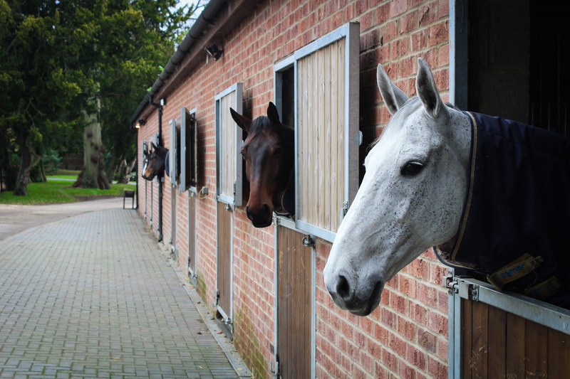 pets, herbivorous, domestic animals, animal wildlife, animal, 5K, stable, highnam court, horses, gloucester, no people, animals, domestic, architecture