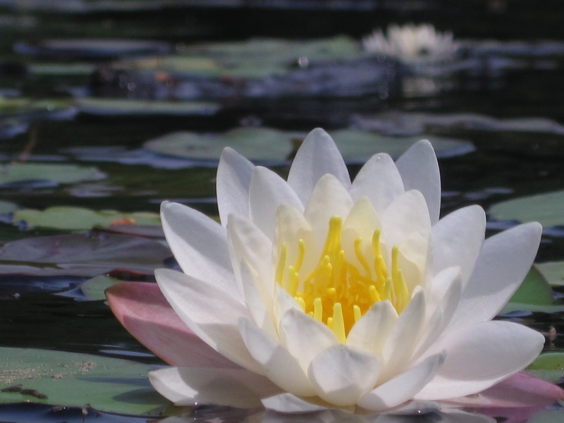 lily pad, flower head, growth, water lily, water, plant, nature, fragility, white flower, beauty in nature, no people, pollen, united states, flower, close-up