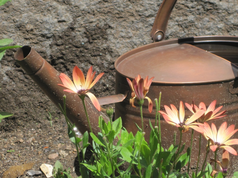gloucester, flower, water can, garden, focus on foreground, beauty in nature, outdoors, wood - material, flowering plant, brick wall, petal, high angle view