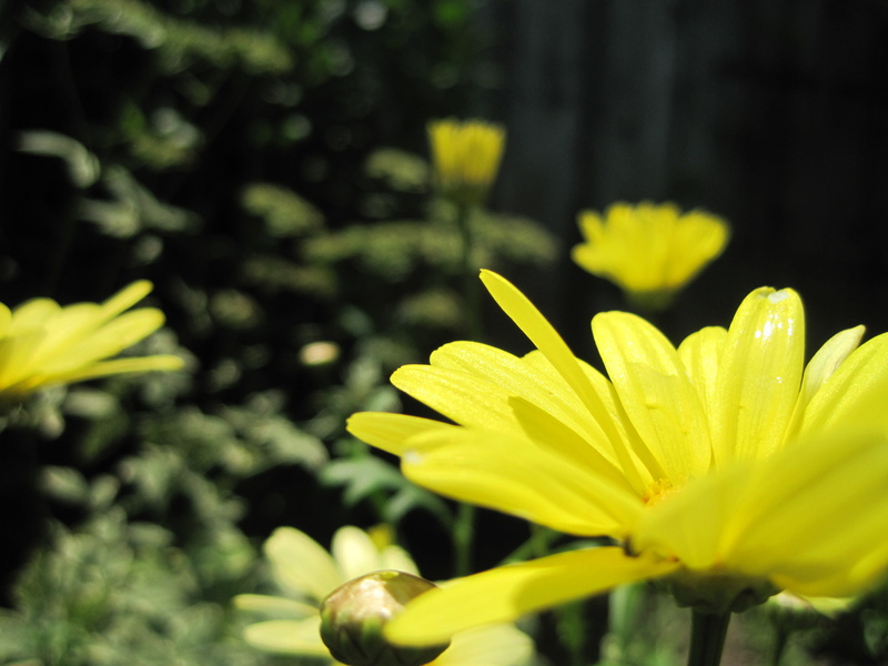 garden, fragility, day, inflorescence, selective focus, flower, growth, united states, flowering plant, freshness, focus on foreground, yellow, gloucester